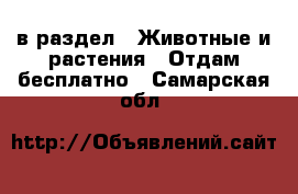  в раздел : Животные и растения » Отдам бесплатно . Самарская обл.